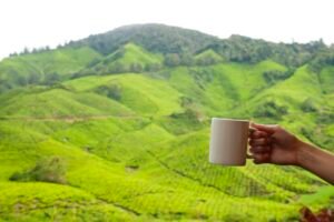 Cup of Tea in Cameron Highlands, Malaysia, Southeast Asia